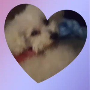 Meet your Posher, Deanna